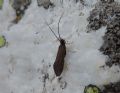 Sericostoma personatum