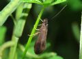 Sericostoma italicum (cfr.)