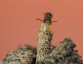 Sericostoma sp.