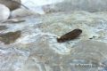 Sericostoma personatum