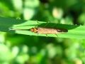 Sericostoma sp.