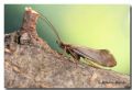 Sericostoma personatum