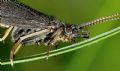 Sericostoma sp.