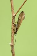 Sericostoma sp.