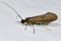 Sericostoma sp.