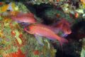 Anthias anthias