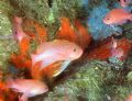 Anthias anthias