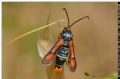 Pyropteron chrysidiforme