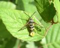 Synanthedon vespiformis