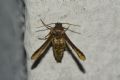 Microsphecia tineiformis
