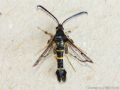 Synanthedon spuleri