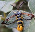Synanthedon vespiformis