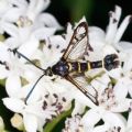 Synanthedon melliniformis