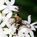 Synanthedon melliniformis