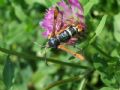 Pyropteron chrysidiforme