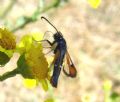 Pyropteron chrysidiforme