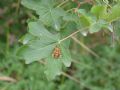 Chamaesphecia sp.