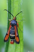 Pyropteron chrysidiforme