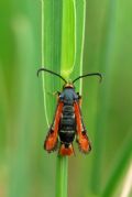 Pyropteron chrysidiforme