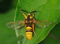 Sesia apiformis