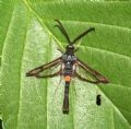 Synanthedon myopaeformis typhiaeformis