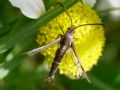 Pyropteron muscaeforme