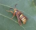 Sesia apiformis