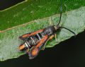 Pyropteron chrysidiforme
