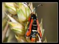 Pyropteron chrysidiforme