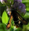 Pyropteron chrysidiforme