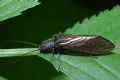 Sialis sp.
