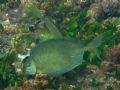 Siganus rivulatus
