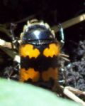 Nicrophorus vespillo