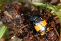 Nicrophorus vespilloides