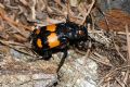 Nicrophorus vespilloides