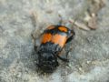 Nicrophorus vespilloides