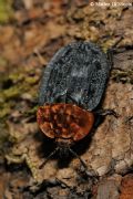 Oiceoptoma thoracicum