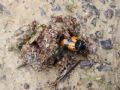 Nicrophorus vespillo