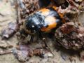 Nicrophorus vespillo