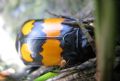 Nicrophorus vespilloides