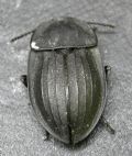 Silpha carinata