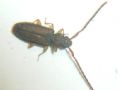 Uleiota planata