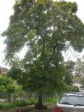 Ailanthus altissima