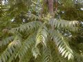 Ailanthus altissima