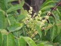 Ailanthus altissima