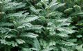 Ailanthus altissima