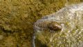 Siphlonurus lacustris