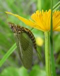Siphlonurus armatus