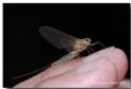 Siphlonurus lacustris