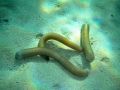 Sipunculidea